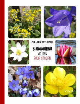 Blommorna vid den röda stugan